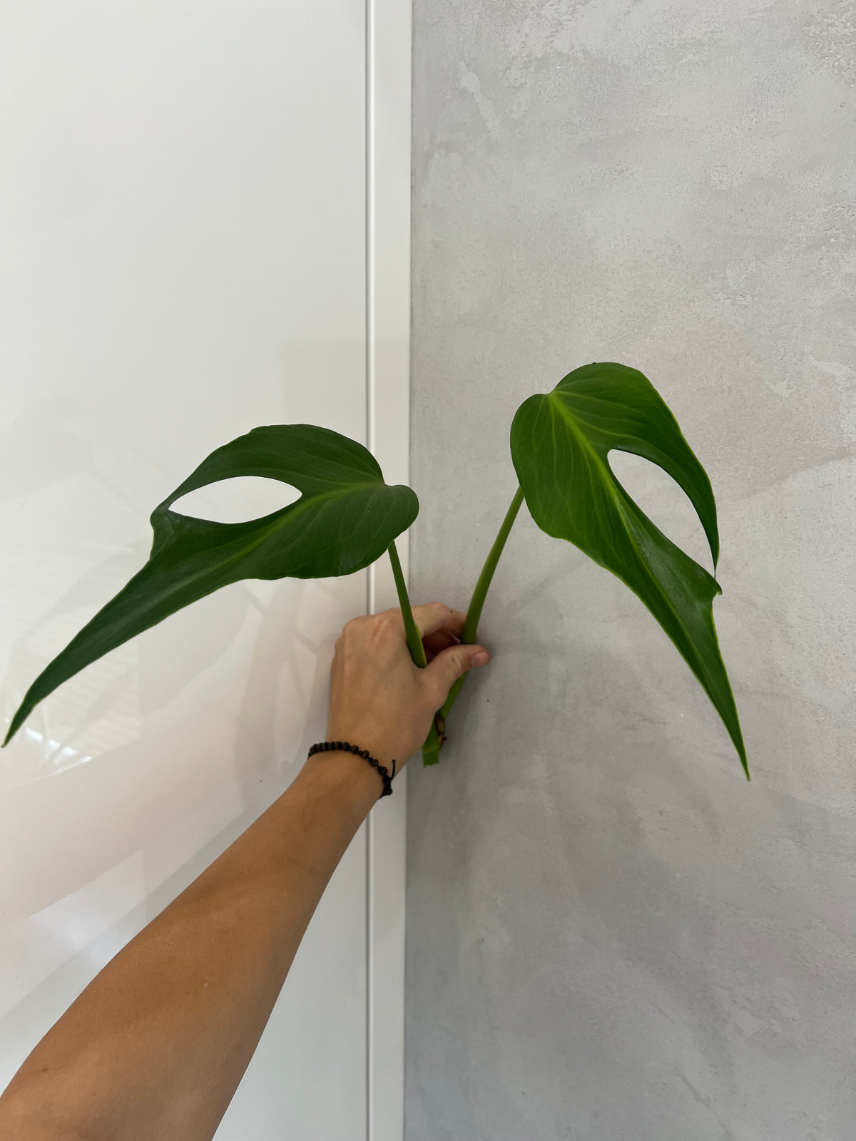 Monstera burle marx flame