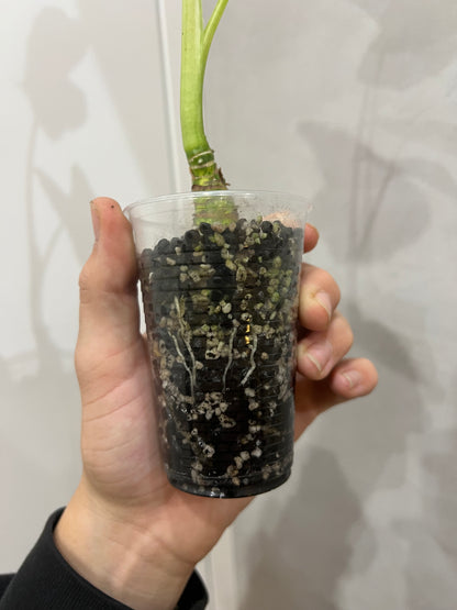 Alocasia frydek variegated