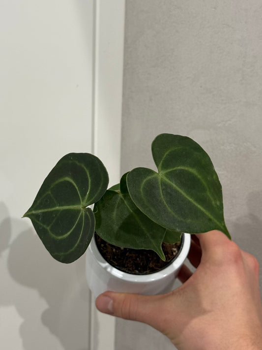 Anthurium clarinervium