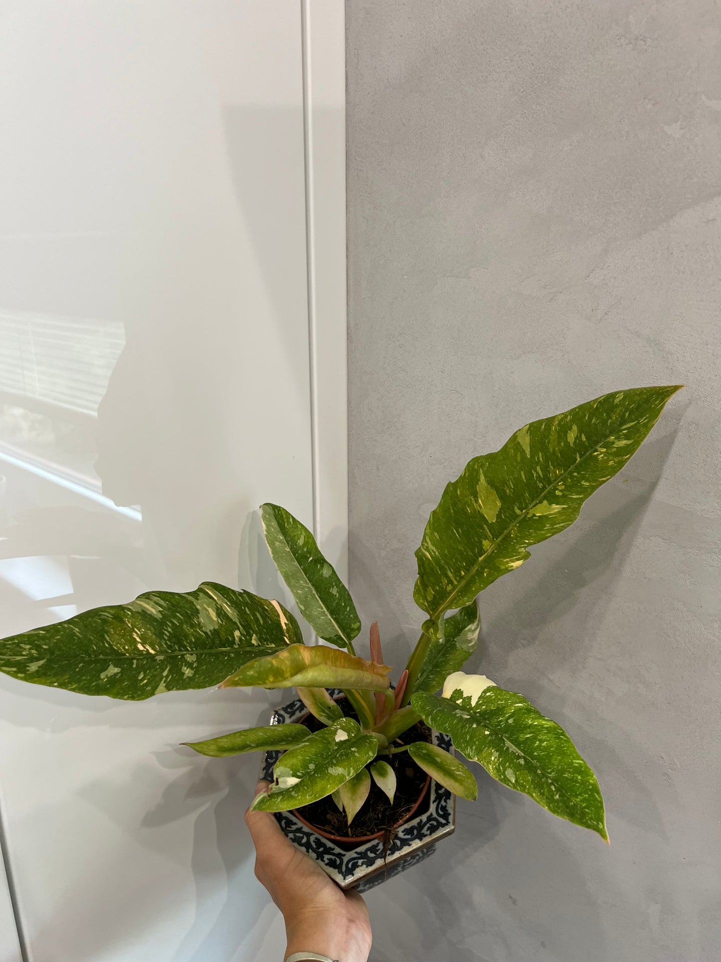 Philodendron ring of fire