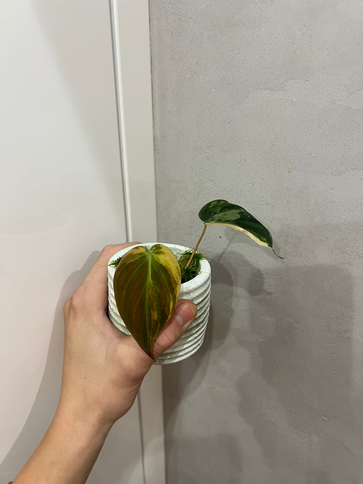 Philodendron micans aurea variegated