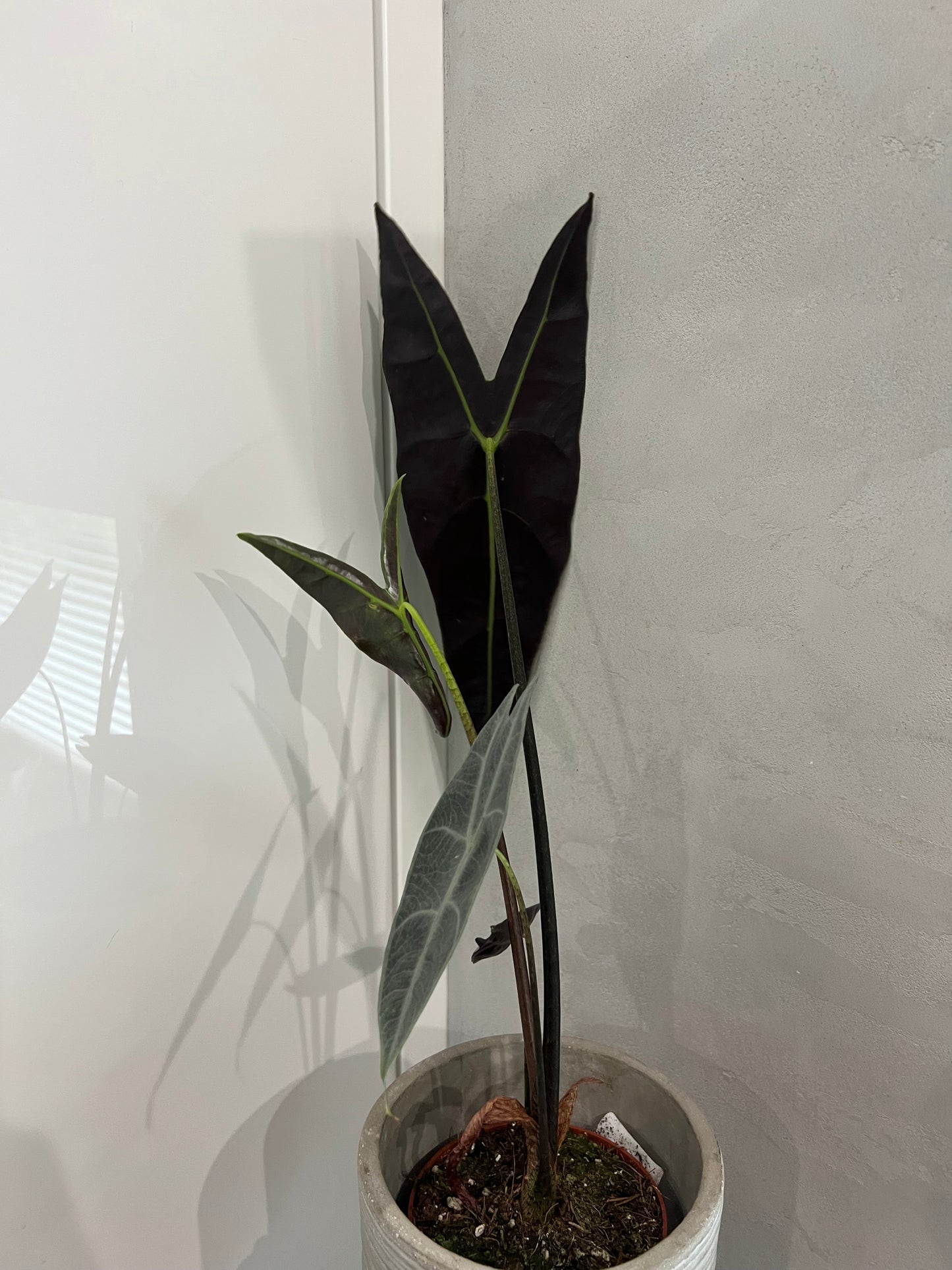 Alocasia longiloba silver