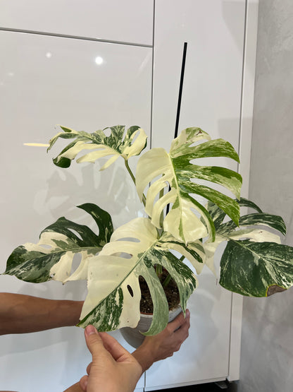 Monstera albo variegated