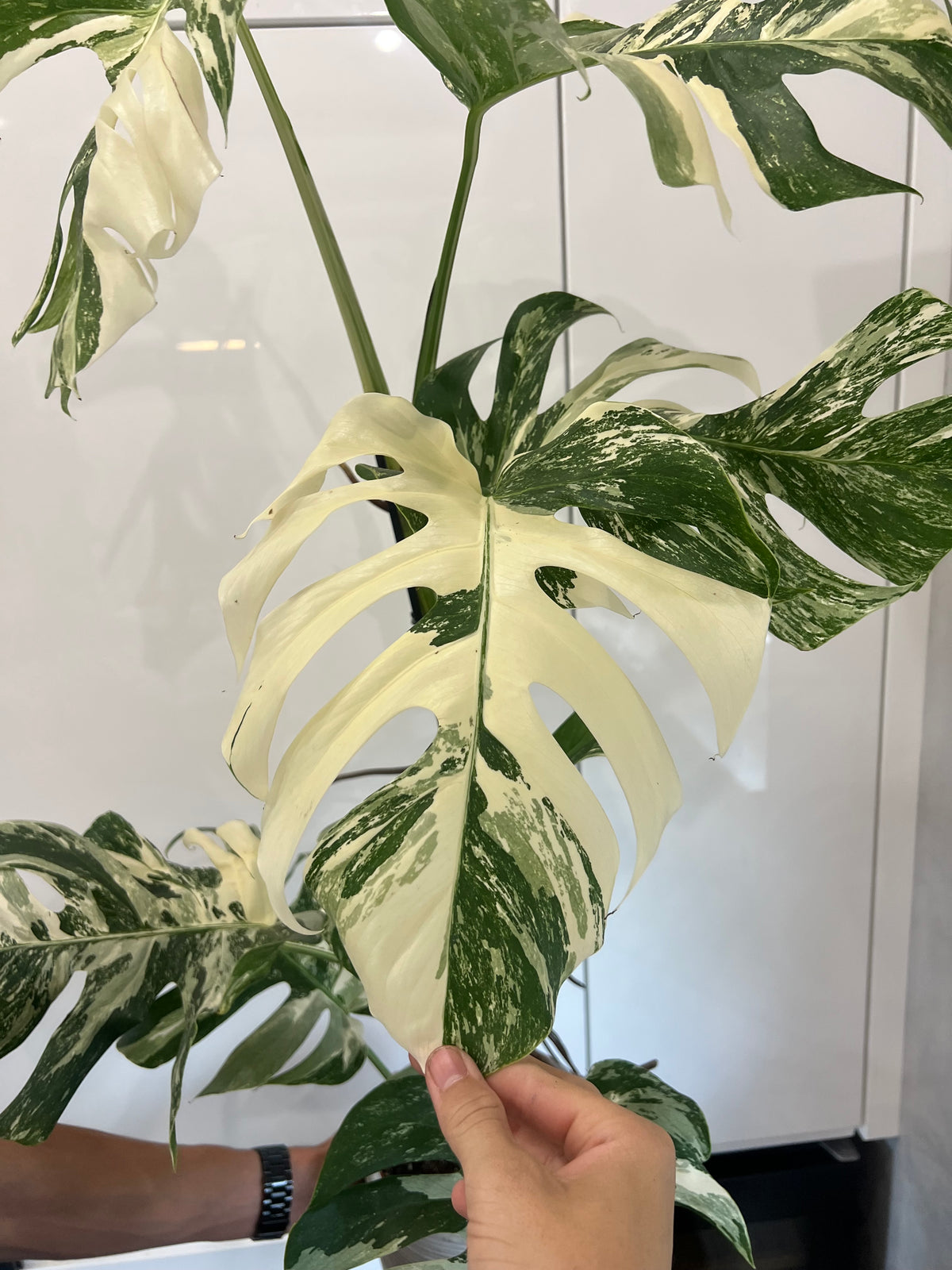 Monstera albo variegated