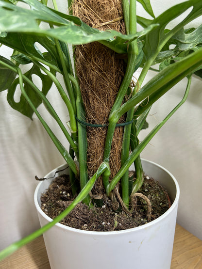 monstera indonesian marble