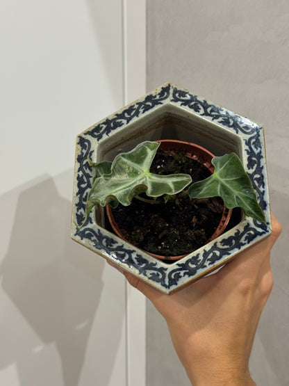 Alocasia loco