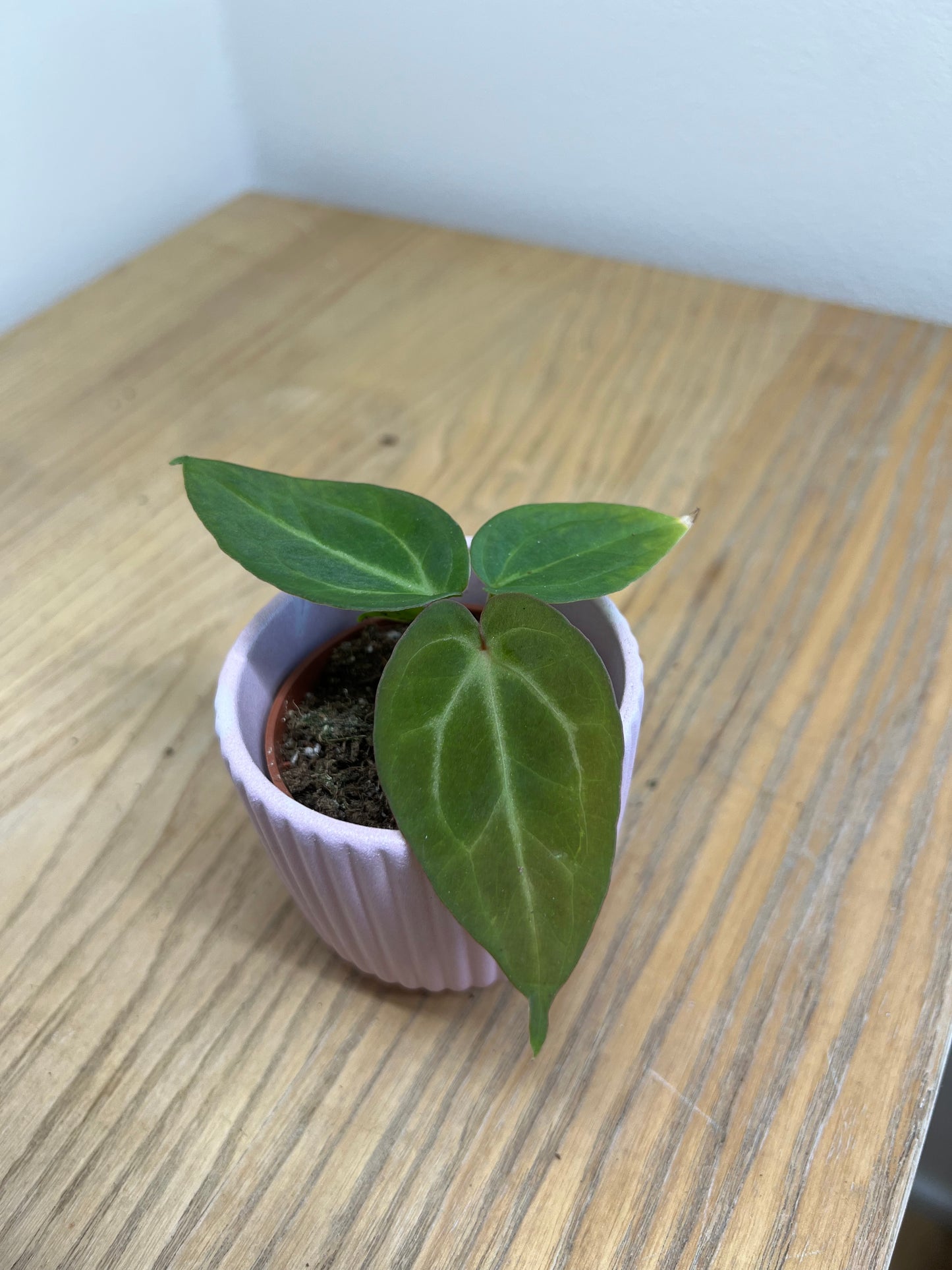 Anthurium magnificum