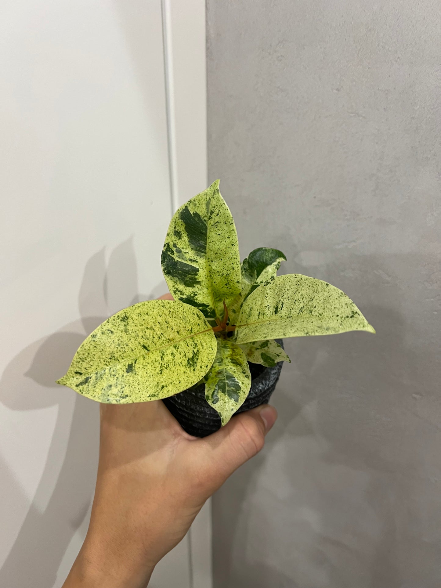 Ficus elastica ‘Shivereana’
