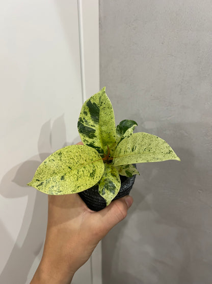 Ficus elastica ‘Shivereana’