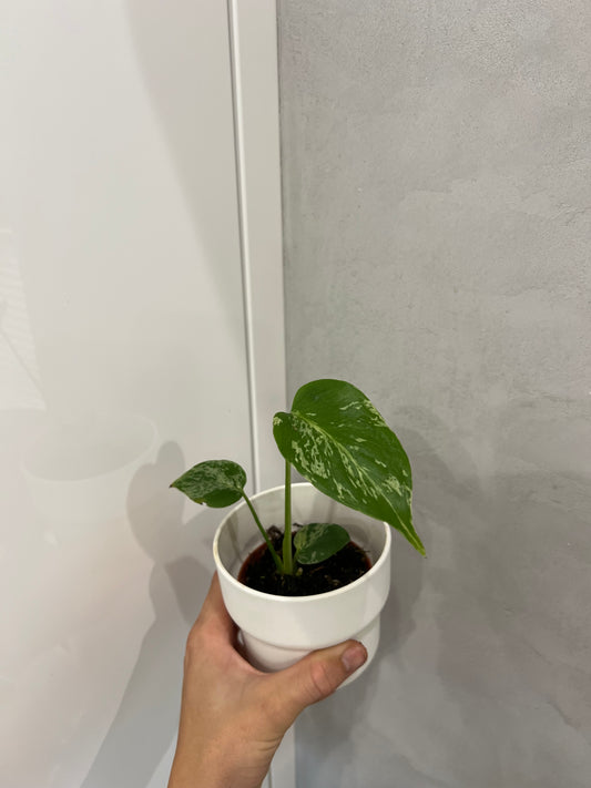 Monstera deliciosa Bulbasaur