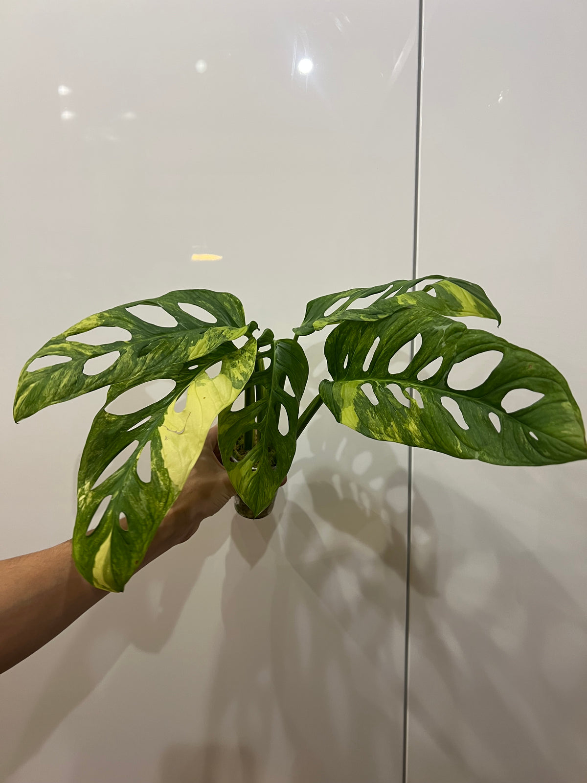 Monstera Obliqua Mayuna variegated
