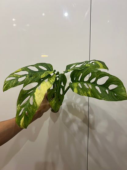 Monstera Obliqua Mayuna variegated