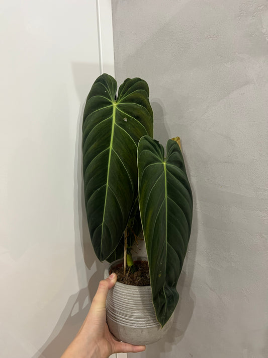 Philodendron melanochrysum
