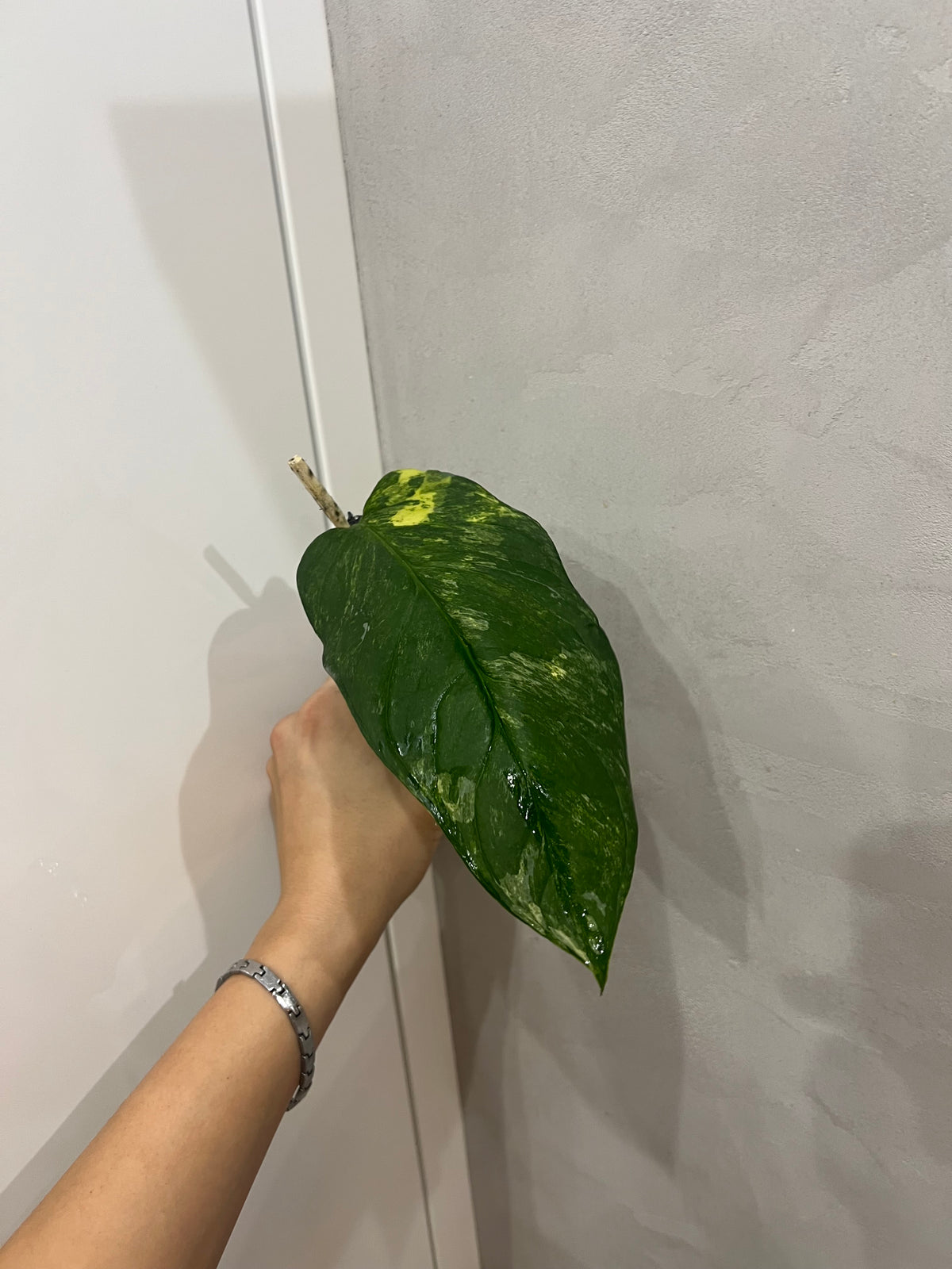 Monstera Obliqua Mayuna variegated