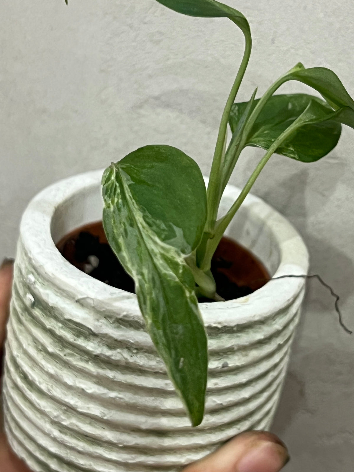 Monstera Indonesian Marble Variegata