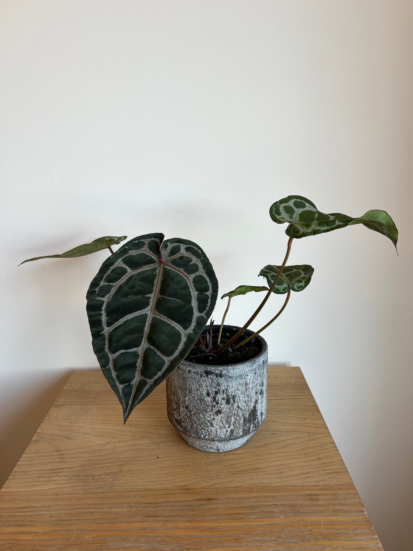 Anthurium michelle