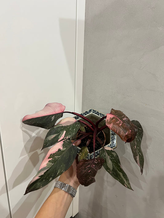 Philodendron pink princes
