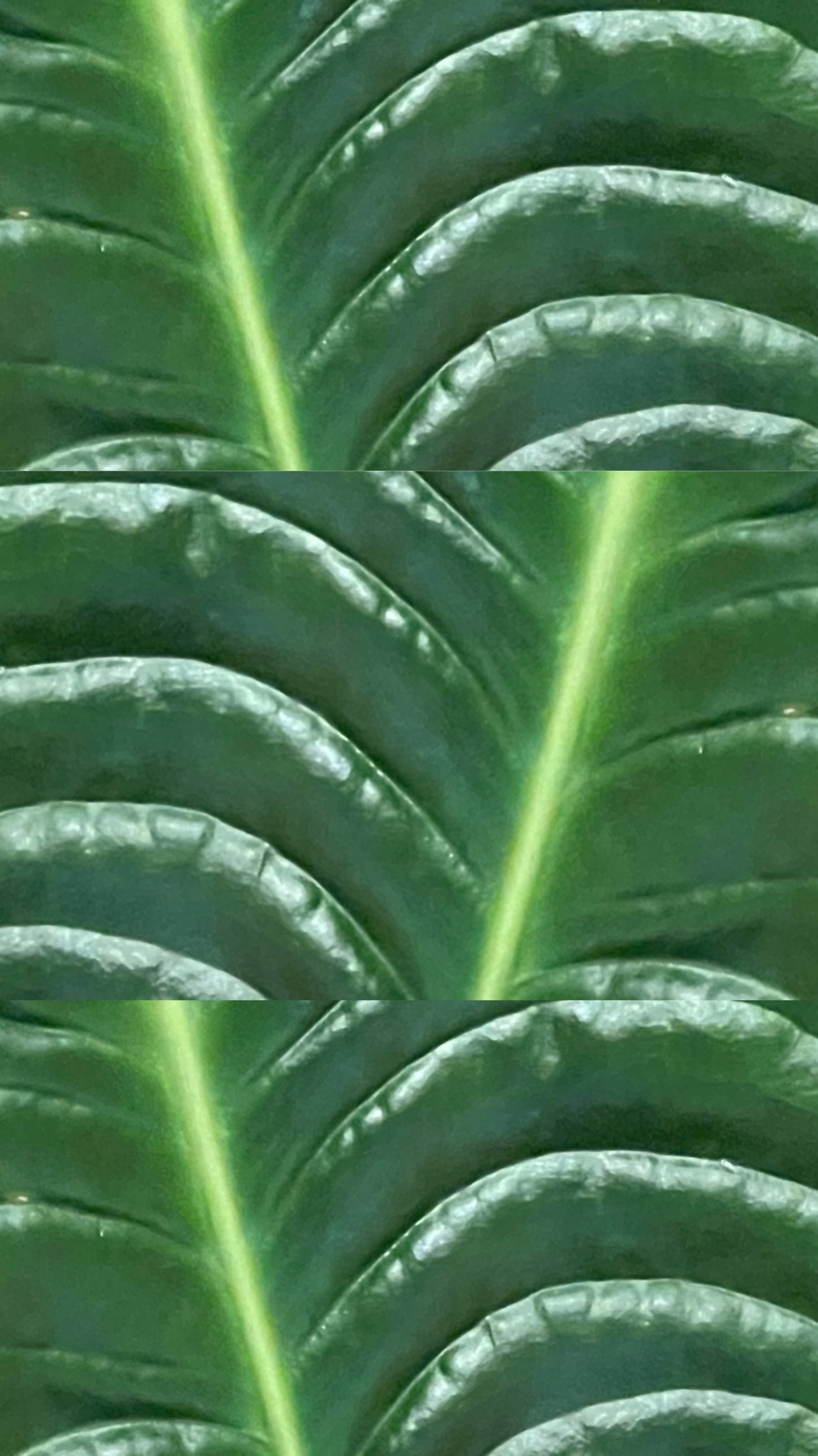 Anthurium veitchii (veliké)