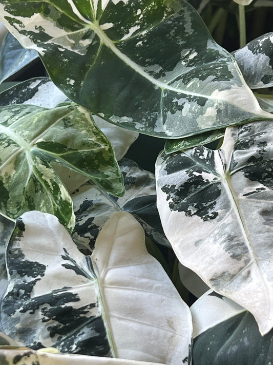 Alocasia frydek variegated