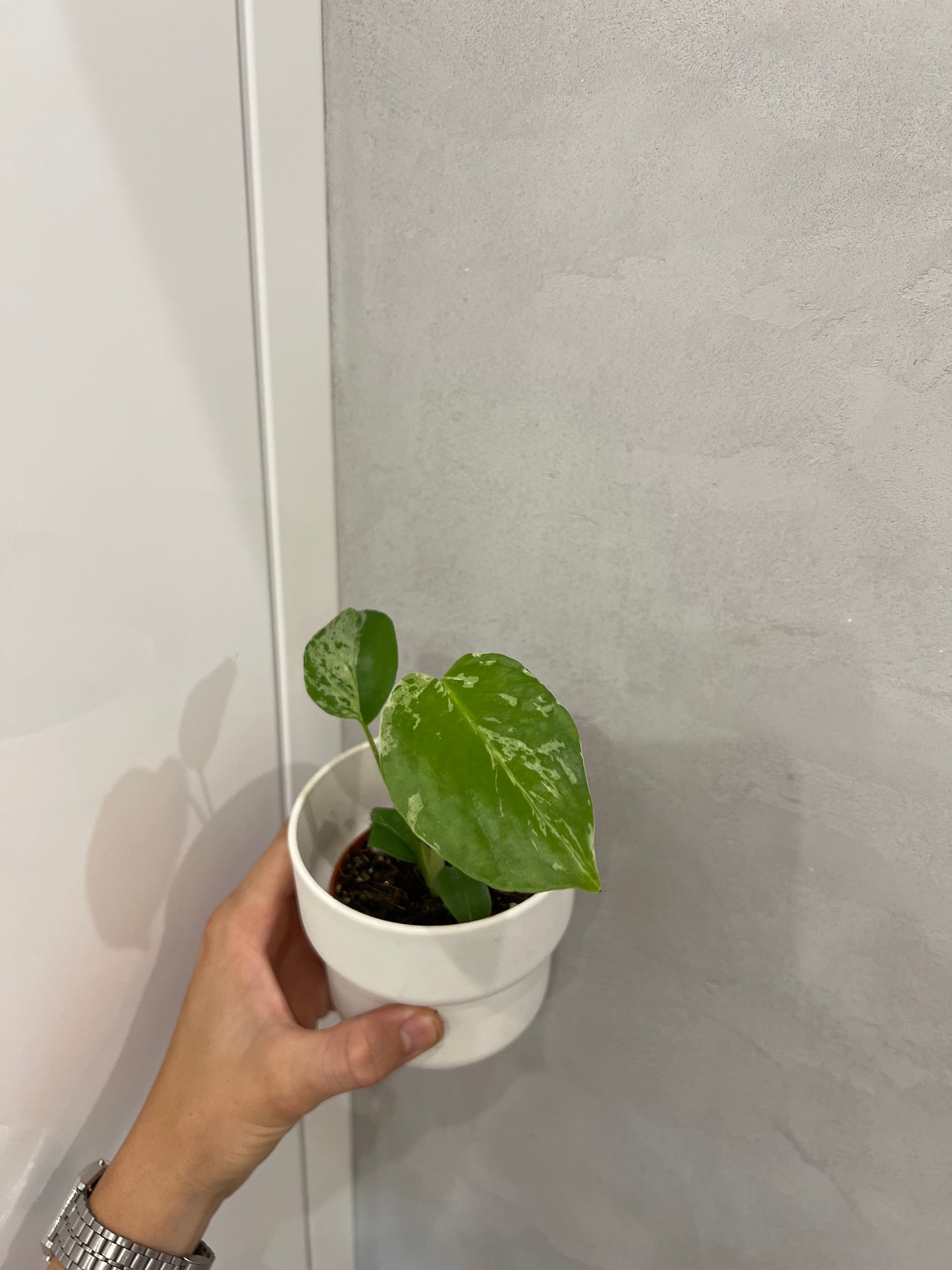 Monstera deliciosa Bulbasaur