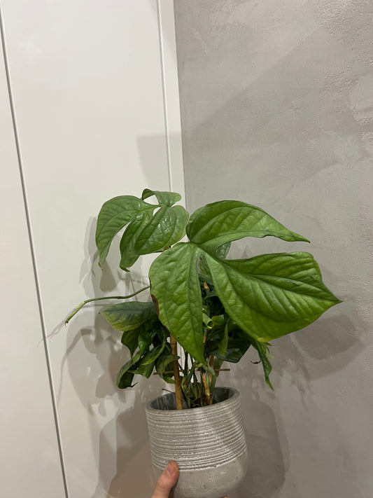 amydrium medium silver