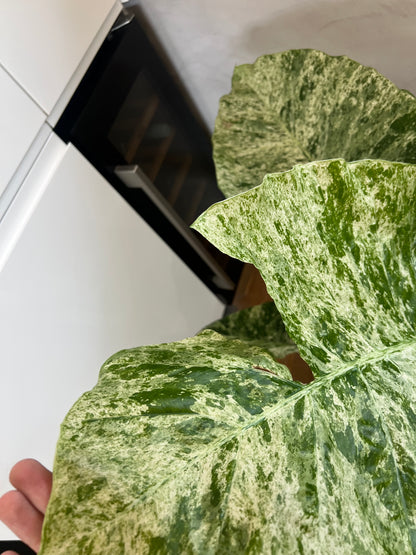 Alocasia Macrorrhiza Splash