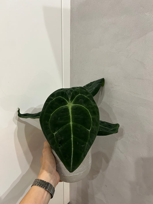 Anthurium forgetii