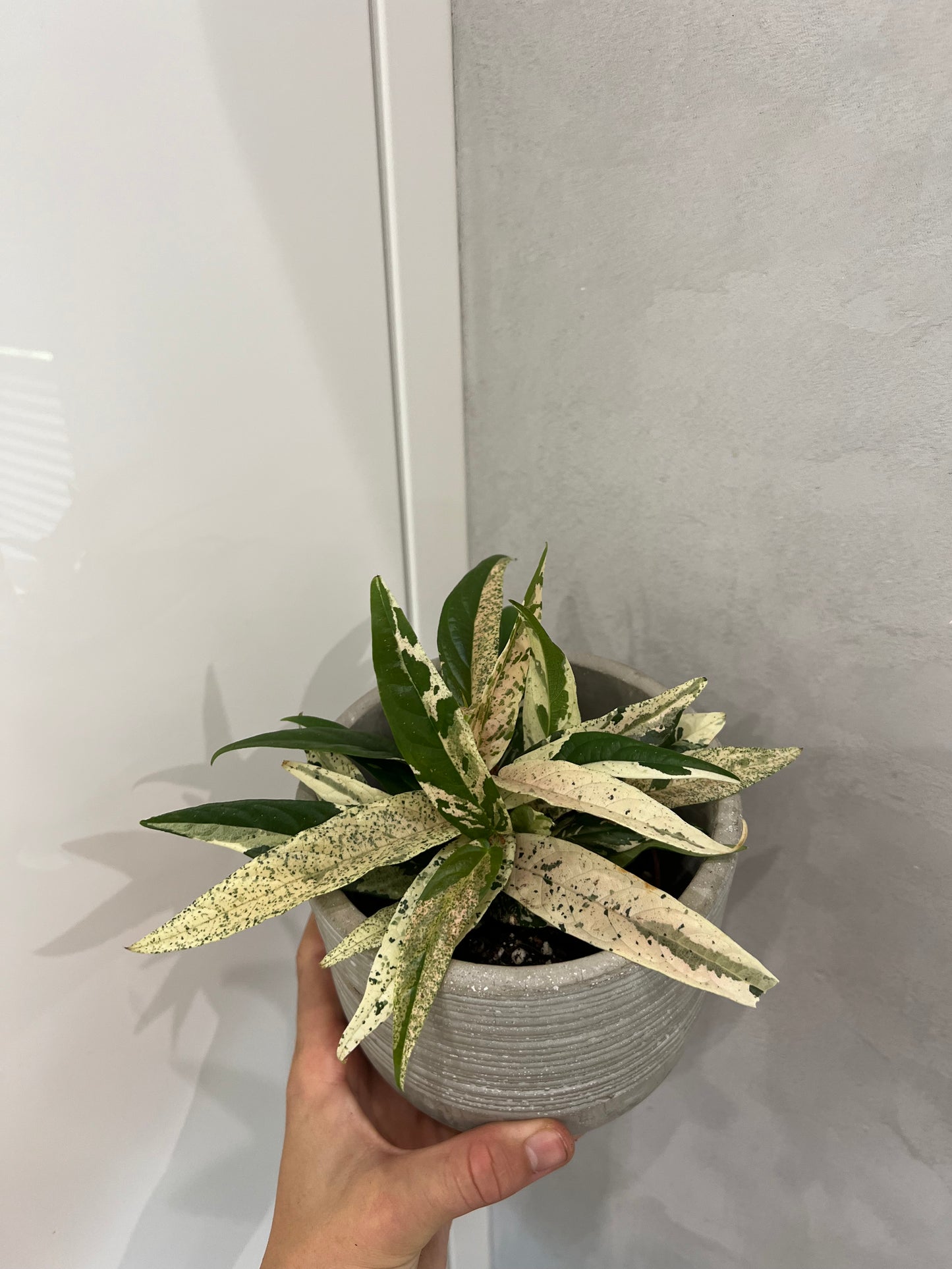 ficus sagittata pink variegata