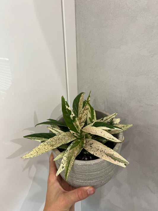 ficus sagittata pink variegata