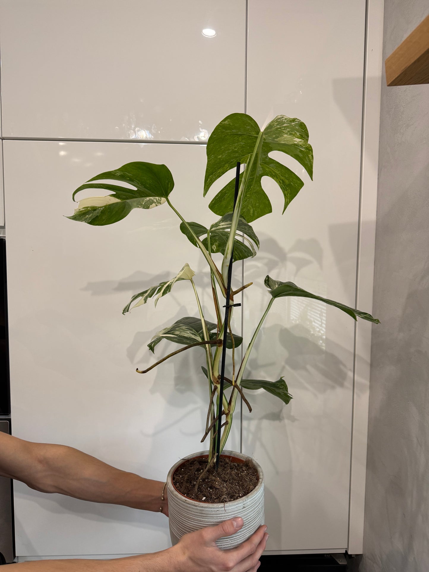 Monstera albo