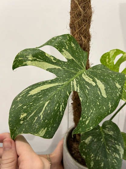 monstera thai constellation