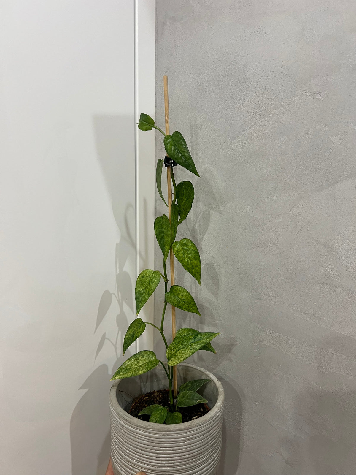 Epipremnum pinnatum yellow mint variegated
