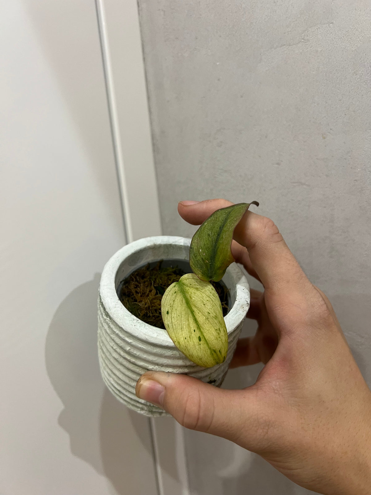 Philodendron micans mint variegated