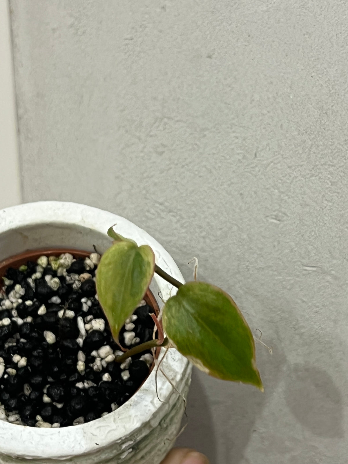 Philodendron micans mint variegated