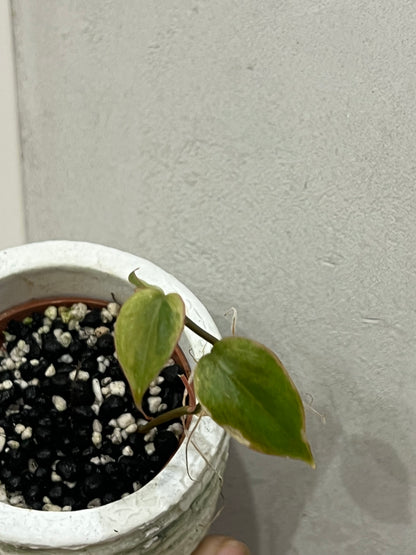 Philodendron micans mint variegated