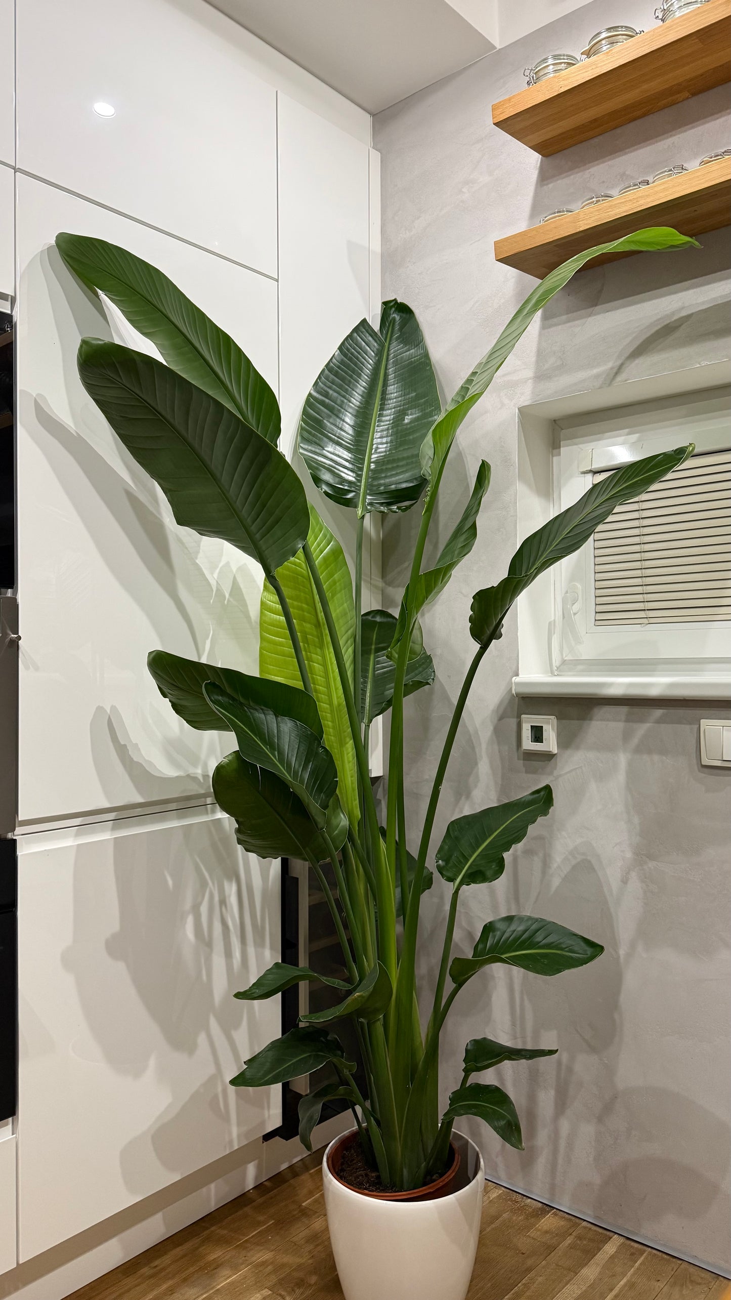 Strelitzia Nikolai (190-200cm) -na dotaz