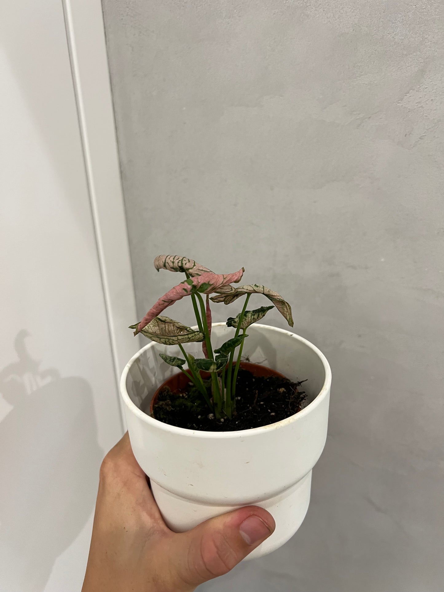 Syngonium pink rolli