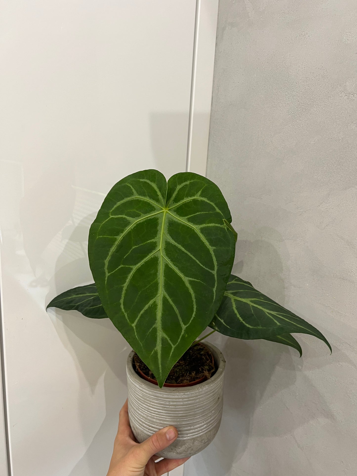 Anthurium magnificum