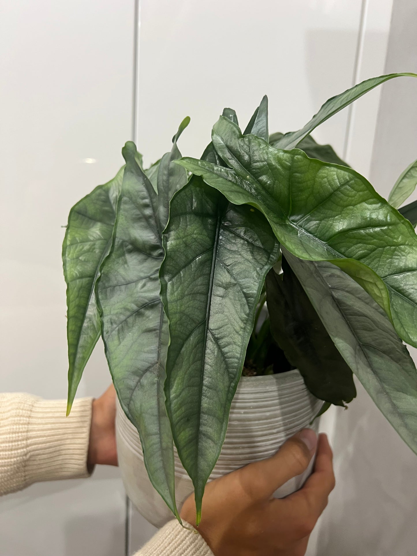 Alocasia heterophylla