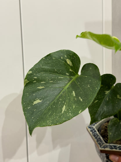 Monstera thai constellation 2