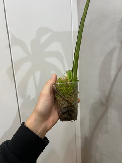 Monstera albo