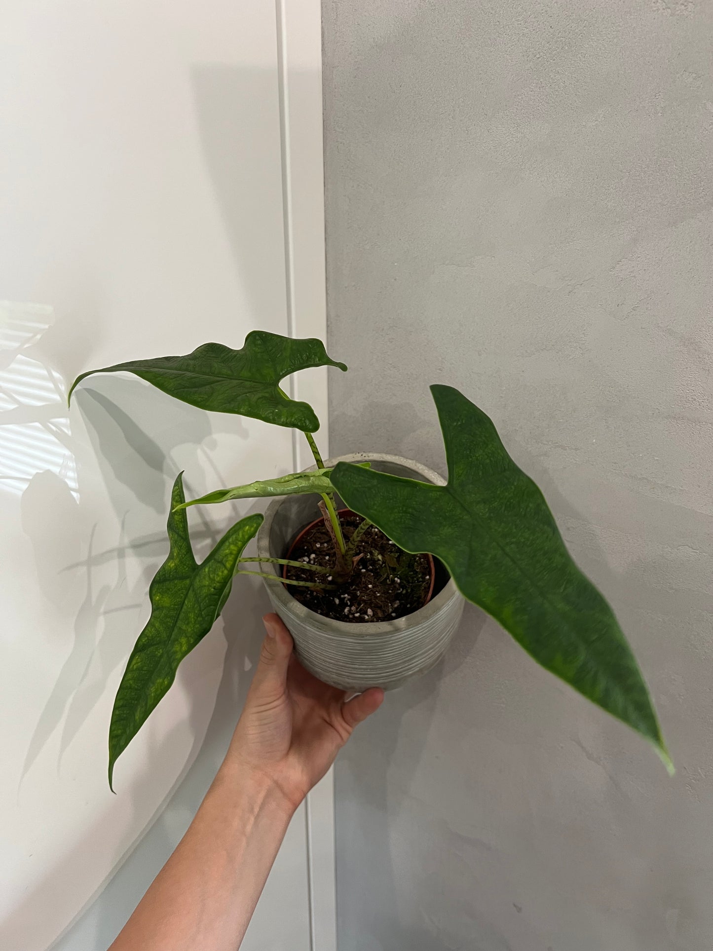 Alocasia sulawesi