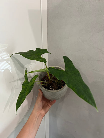 Alocasia sulawesi