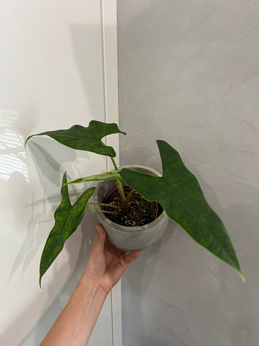Alocasia sulawesi
