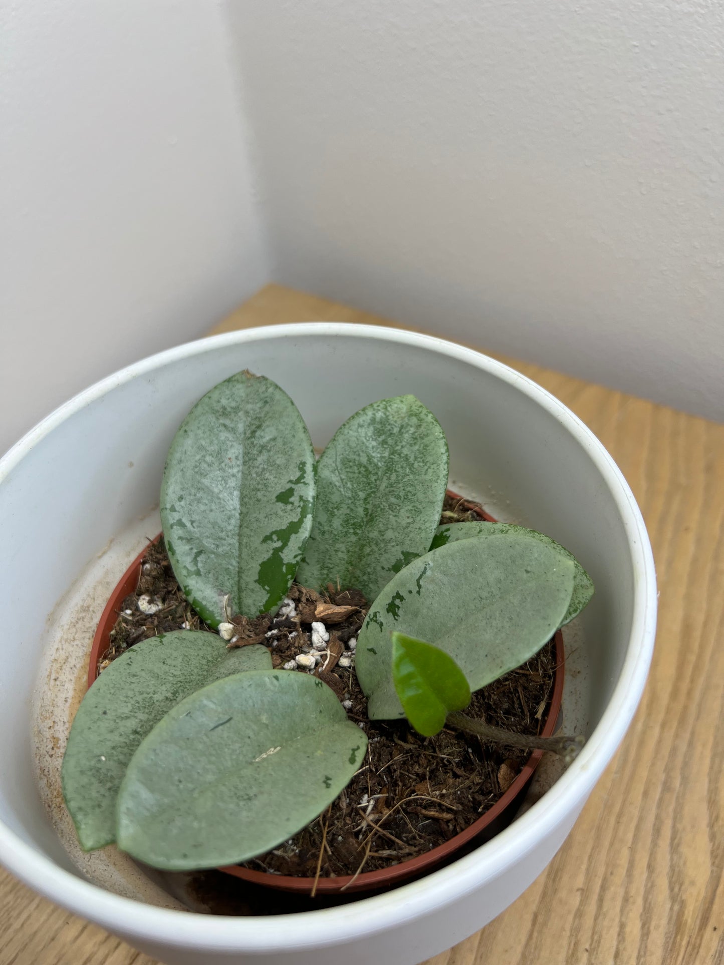 Hoya Grey Ghost