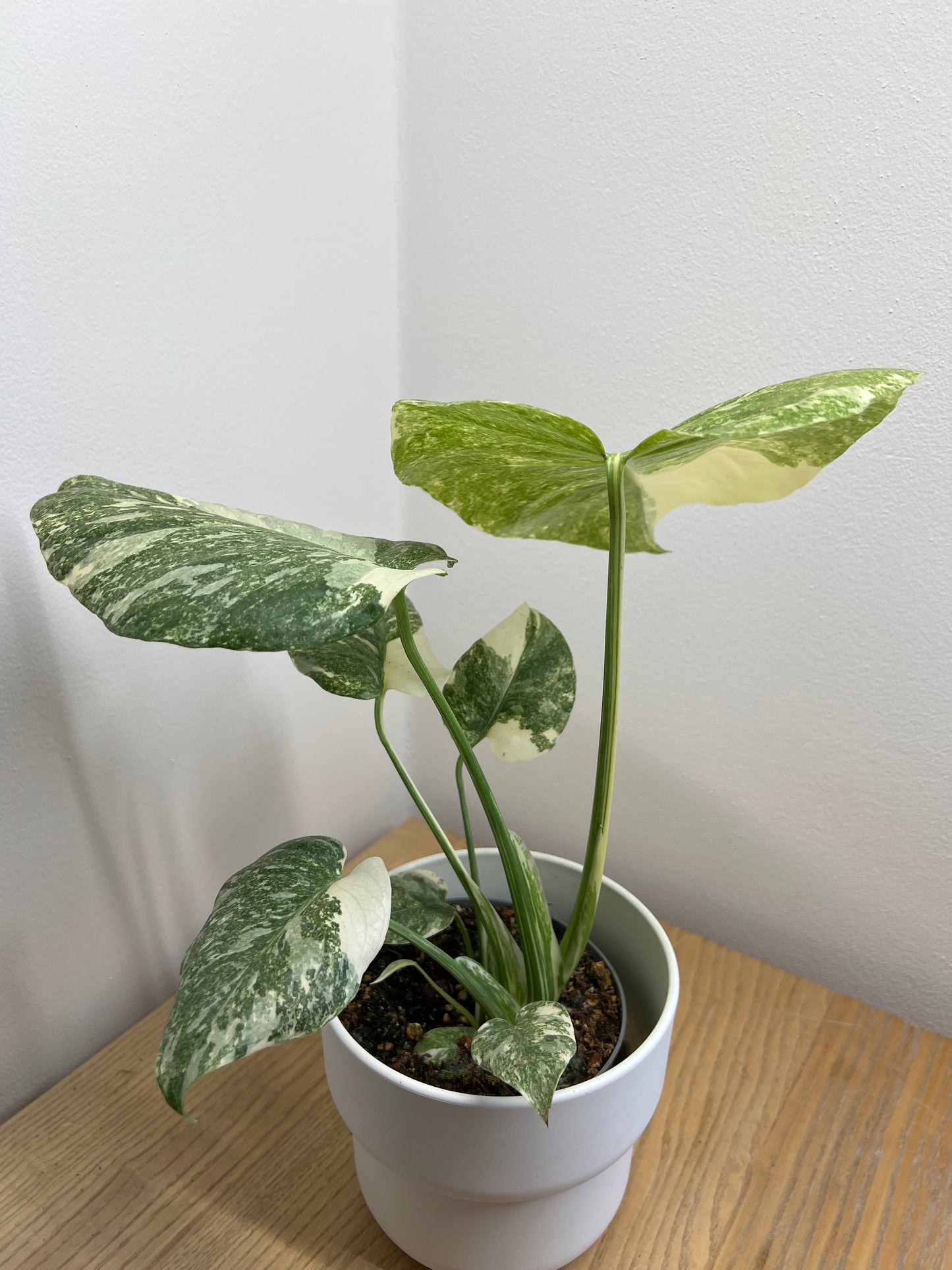 monstera creme brulee