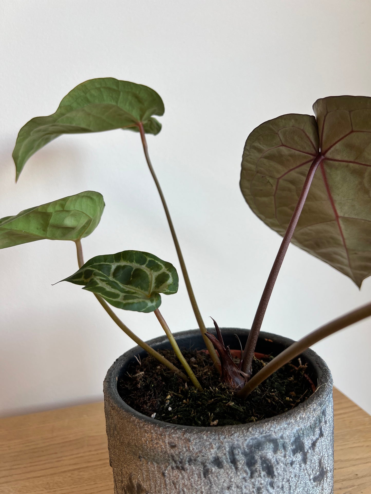 Anthurium michelle