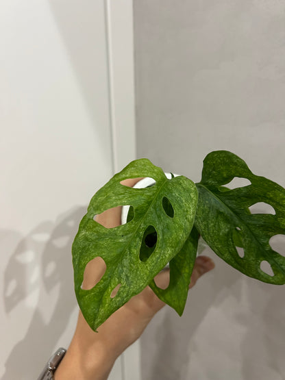 Monstera adansonii mint