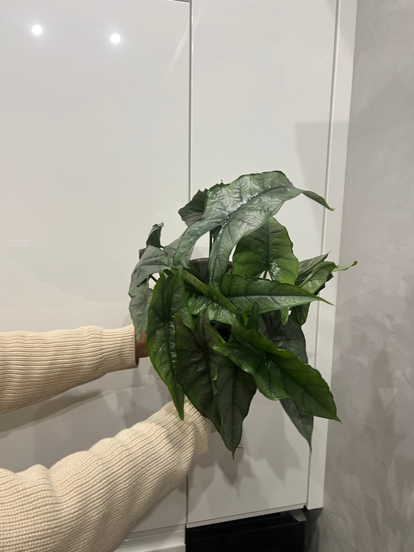 Alocasia heterophylla