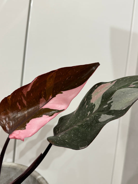 Philodendron red anderson pink